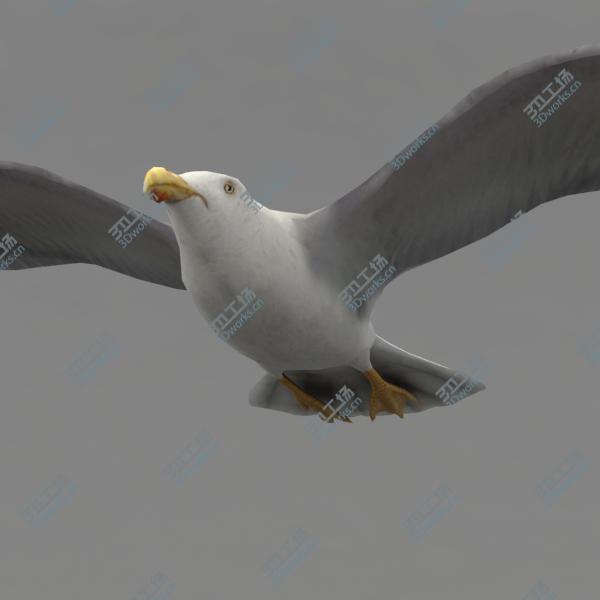 images/goods_img/202105074/Lowpoly animated seagull/5.jpg